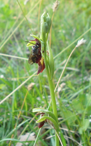 ophrys insectifera con impollinatore